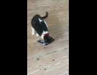 Cat plays with moving blue fish toy