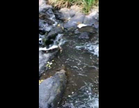 Man saw wild platypus on creek 