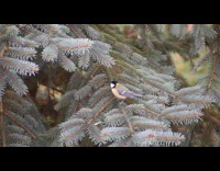 Orange black and white bird on a tree branch looking around 
