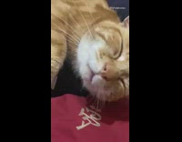 Red shirt girl pets purring orange cat 