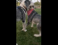 Two dogs roll and fight on ground