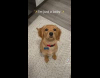 Woman green hoodie small brown dog skit falls in kitchen