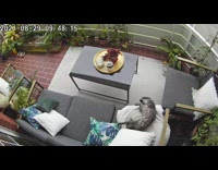 Cat sofa stretch pull down two pillows CCTV