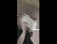White cat lay on floor bite stick