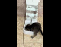 Kitten dives onto pet water dispenser