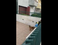Brown dog jumps to look over gate 
