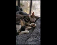 Collab PLC - Cat Sleeps on Couch with Jazz Music