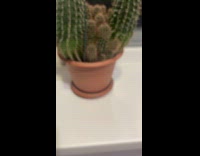 Man stabs cactus after getting pricked 