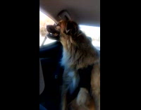 Puppies on car ride out for walk 