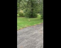 Owner calls cat over with noises and cat responds