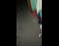 Collab BitchMP - Cat touch bag jumps backwards wall