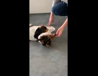 Dog lays on back eats blueberry