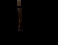 Cat wild eyes stares at car lights