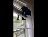 Collab BitchIG2 - Cat stuck on window blinds 
