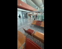 Pigeon walks under bench roams around airport