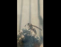 Paper wasp flap wings to cool nest