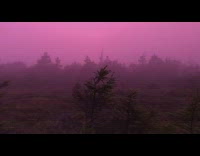 Guy shows pink fog behind trees