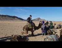Camel carrying guy lay down on ground