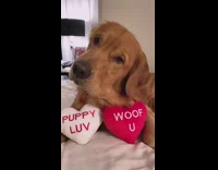 Dog poses with Valetines day heart pillows