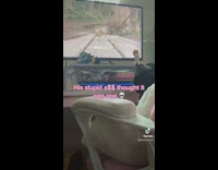 Cat watching bird video on computer screen thinks its real 