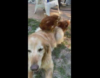 Golden retriever dog three brown chickens peck 