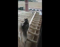 Collab Clips mpugc - Dog jumps between construction dog walks on path