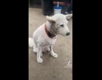 Collab DogIG - Samoyed dog got fur shaved at groomers 