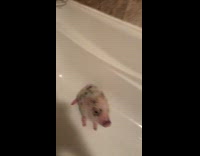 Cute small pig sits in bathtub and waits for a bath, girl laughs and plays music