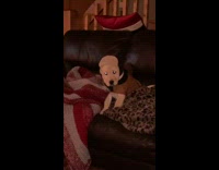 Dog on couch wearing fur trapper hat 