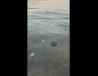 Dog get rock under the water beach