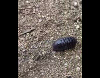 Wild black pill bug crawls on the ground
