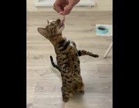 Cat sits meows and eats ham 