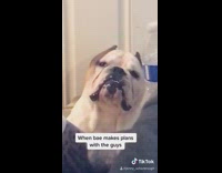 Bulldog dog stares at guy on phone 