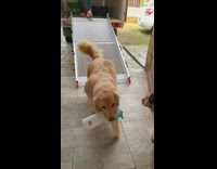 Dog holds bottle in mouth and cleans