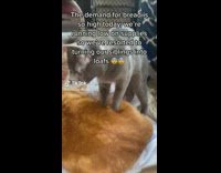 Cat Massages Asleep Big Cat on Pillow