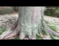 Small black pink pig runs around backyard 