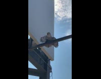 Hawk pins down pigeon at street light