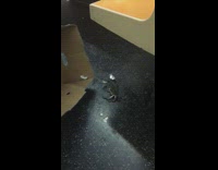 Crab on floor snaps at cardboard box on subway train