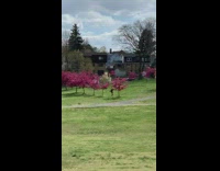 Woman run empty park violet trees
Last name not match with credit account