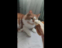Orange white cat dislike smell of banana