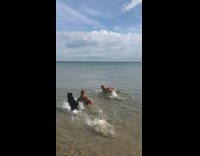 Golden dog jumps like dolphin fetch beach 