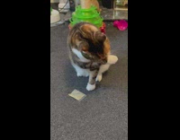 Orange cat grooms its face 