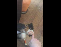 Collab KaleSaladIG - Black dog lays on the floor and plays with owners finger