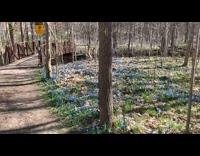 Violet flower blooms the forest trail near the bridge
