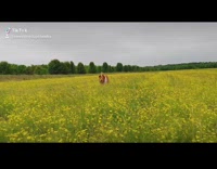 Golden retriever dog runs through flower field 