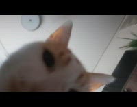 Cat eat food filmed under glass bowl 