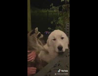 Collab BitchMP - White dog at table with little raccoon