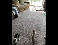 Guy shakes and throw paper bag while cats play and jump 