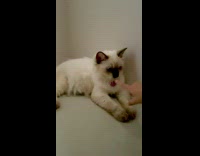 Lady pokes her cats nose 