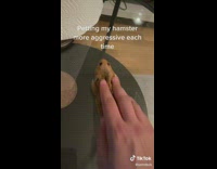 Collab BitchIG2 - Guy aggressively pets brown hamster and pretends to throw on wall